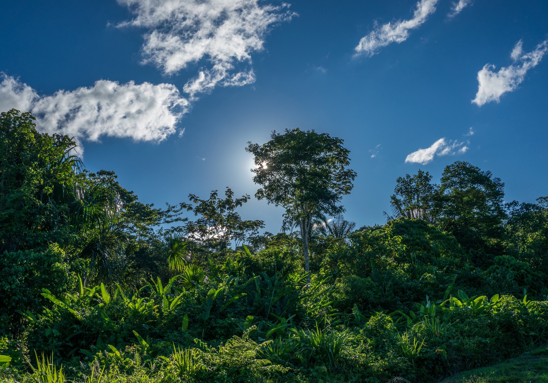 Cover-Image Wald und blauer Himmel